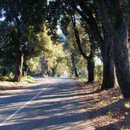 La strada da Bolgheri a Castagneto Carducci