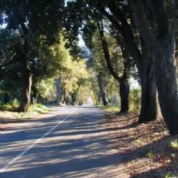 Die Straße von Bolgheri nach Castagneto Carducci