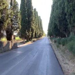 Bolgheri cypress avenue