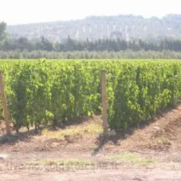 Vineyards in Bolgheri