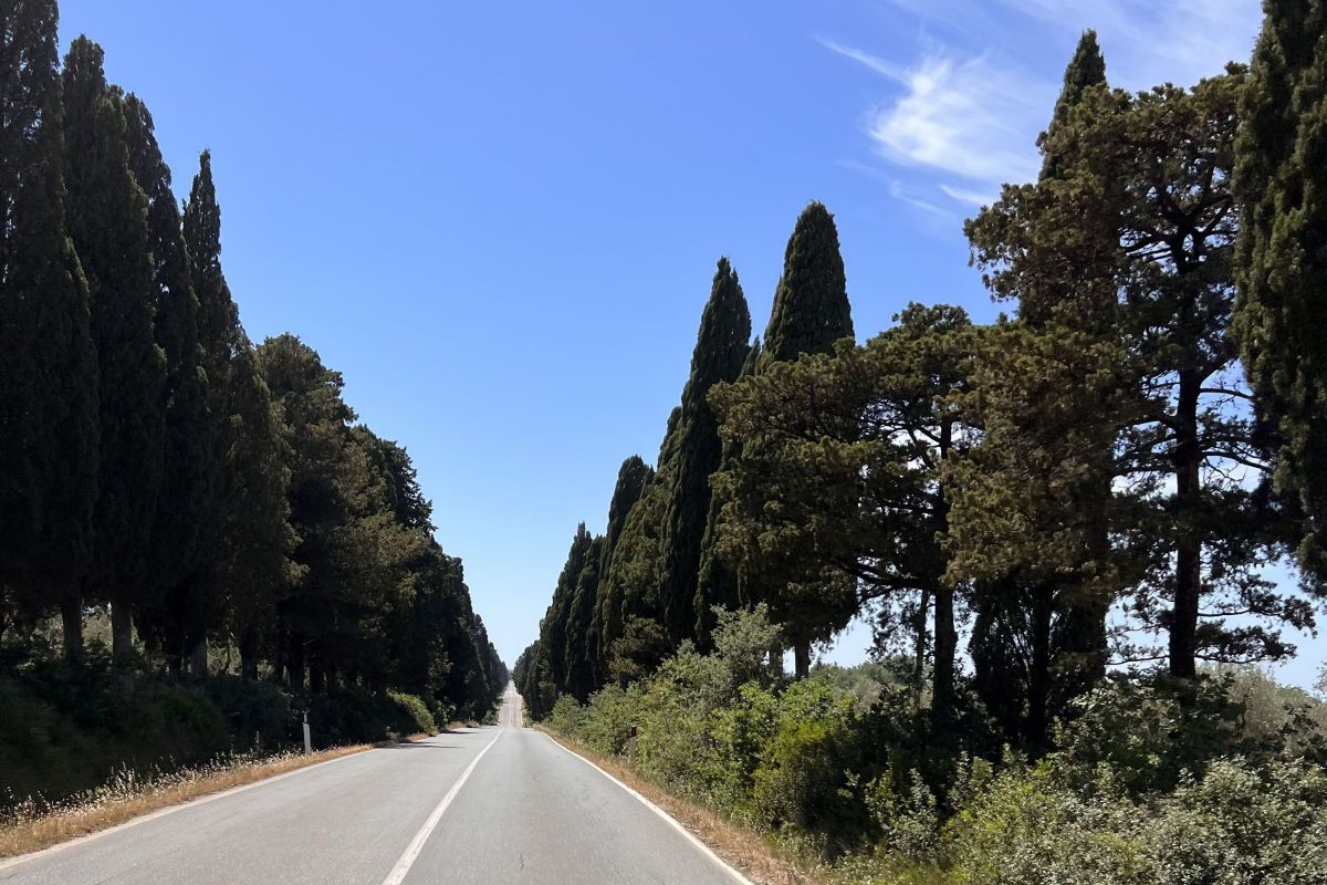 Viale Cipressi a Bolgheri